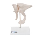 Osselets agrandis 20 fois 3B Scientific®