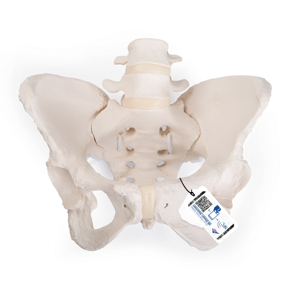 Bassin féminin flexible A61/1 3B Scientific®