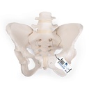 Bassin féminin flexible A61/1 3B Scientific®