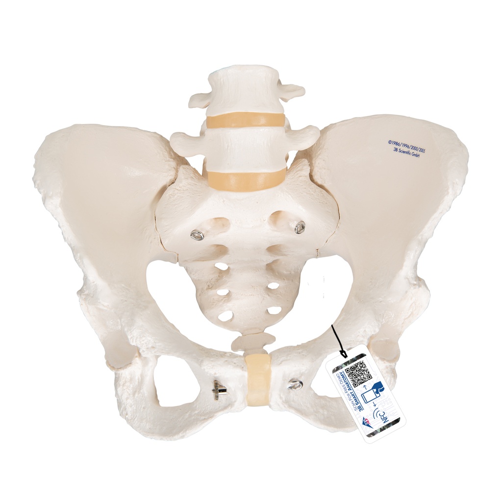 Squelette pelvien féminin 3B Scientific®