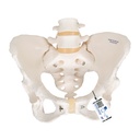 Squelette pelvien féminin 3B Scientific®