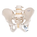 Squelette pelvien masculin 3B Scientific®