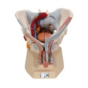 Bassin masculin avec organes 3B Scientific®