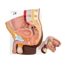 Bassin masculin en 2 parties foncé 3B Scientific®
