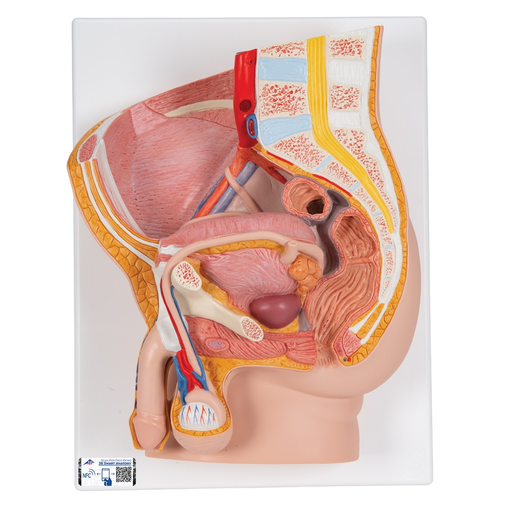 Bassin masculin en 2 parties peau claire 3B Scientific®