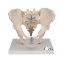 Bassin masculin en 3 parties 3B Scientific®