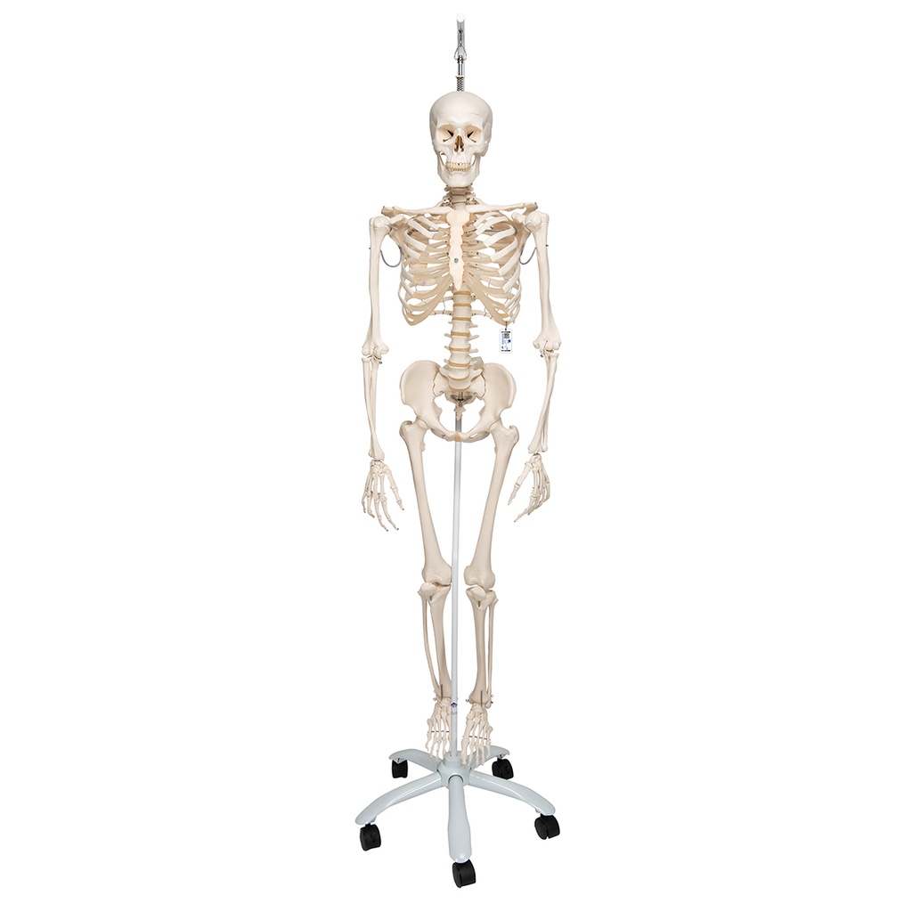 Squelette physiologique Phil 3B Scientific®