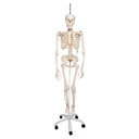 Squelette physiologique Phil 3B Scientific®