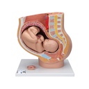 Bassin de grossesse en 3 parties 3B Scientific®