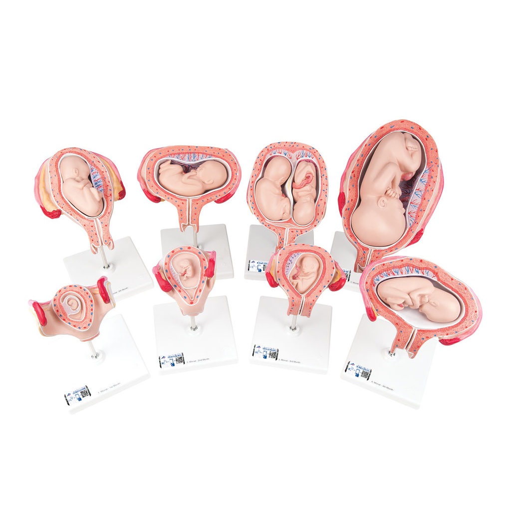 Série grossesse en 8 modèles 3B Scientific®