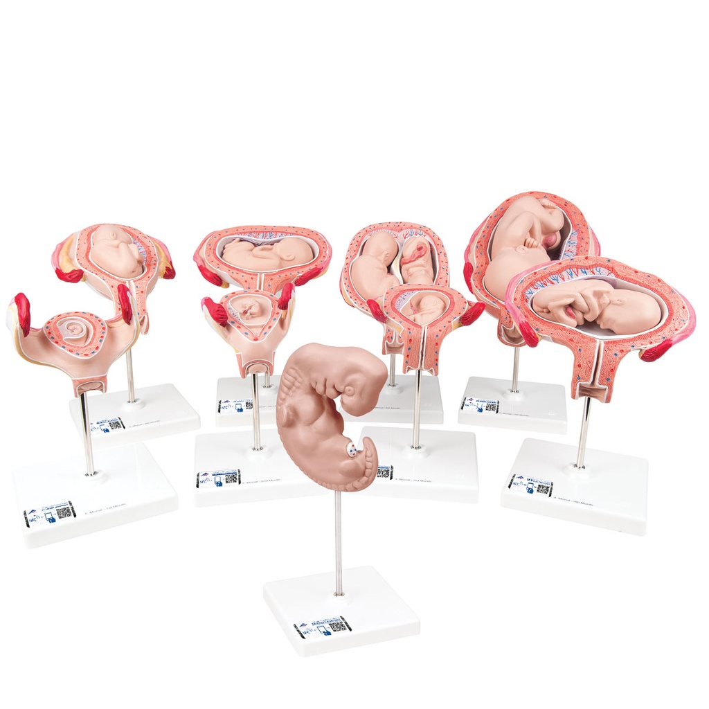 Série grossesse 9 modèles 3B Scientific®