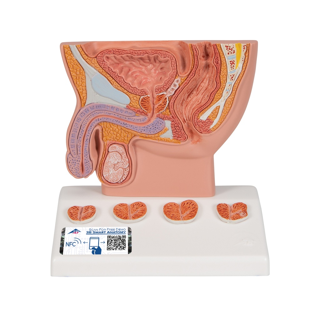 Modèle de prostate à demi-taille naturelle 3B Scientific®