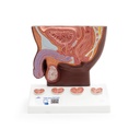 Modèle de prostate demi-grandeur nature foncé 3B Scientific®