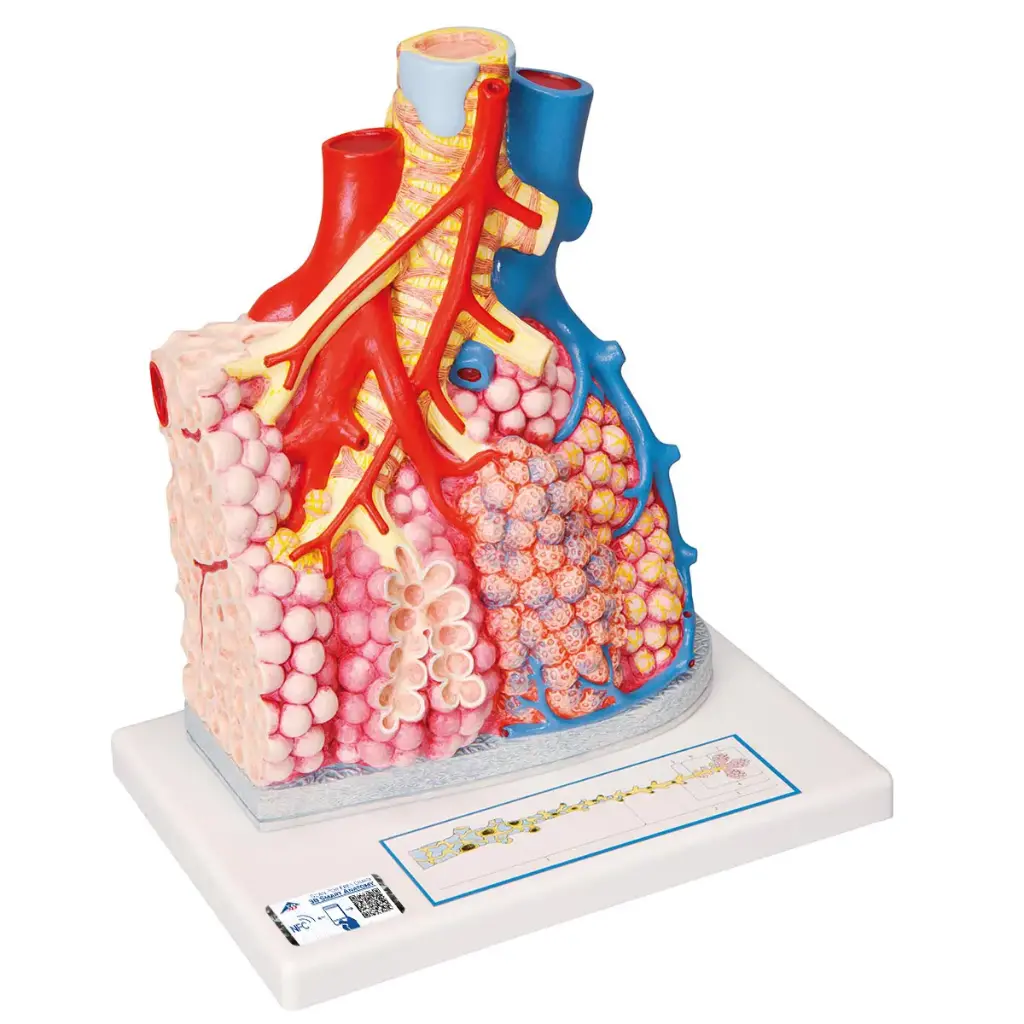 Lobules pulmonaires et vascularisation 3B Scientific®