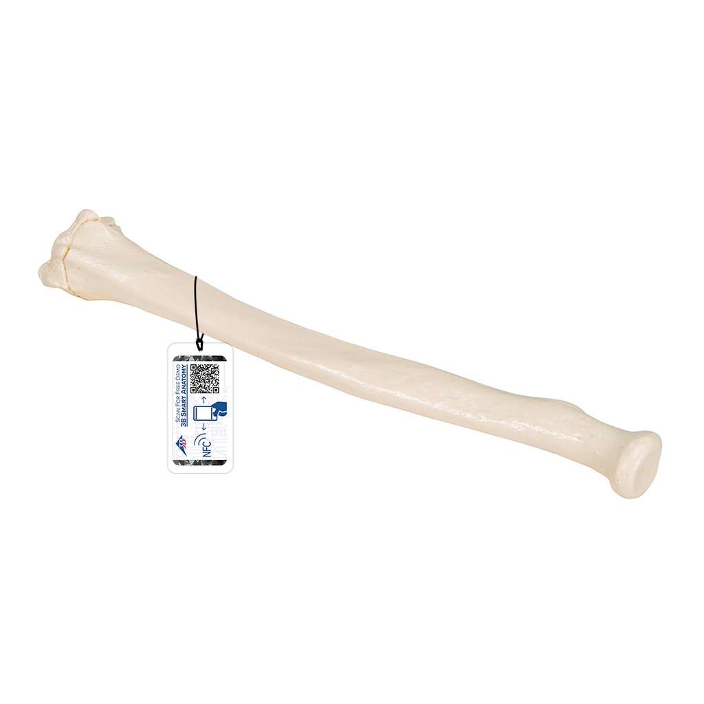 Radius 3B Scientific®