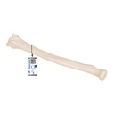 Radius 3B Scientific®