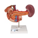 Organes postérieurs de l'abdomen supérieur 3B Scientific®