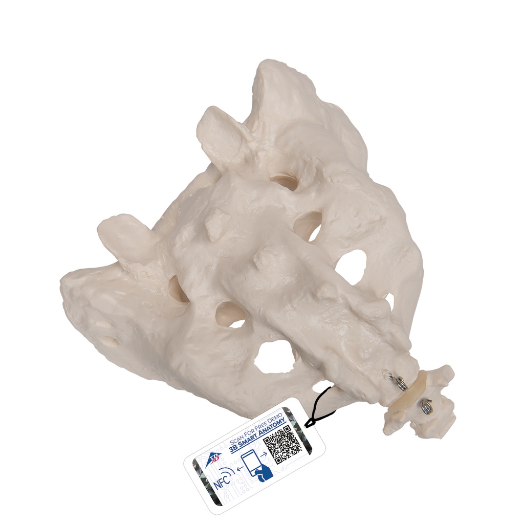 Sacrum et coccyx 3B Scientific®