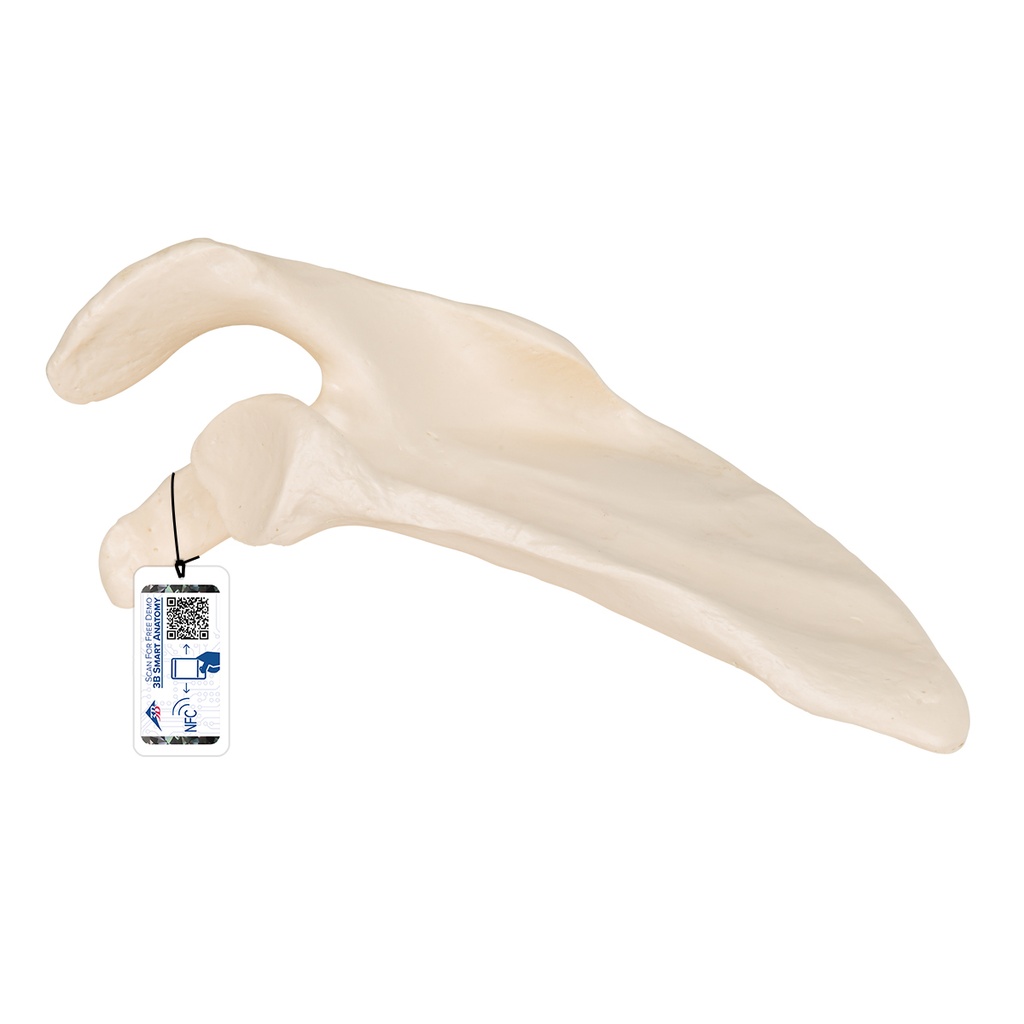 Scapula 3B Scientific®
