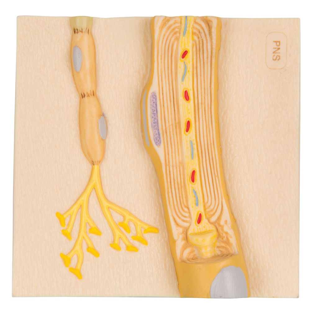 Cellules de Schwann du SNP 3B Scientific®