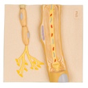 Cellules de Schwann du SNP 3B Scientific®