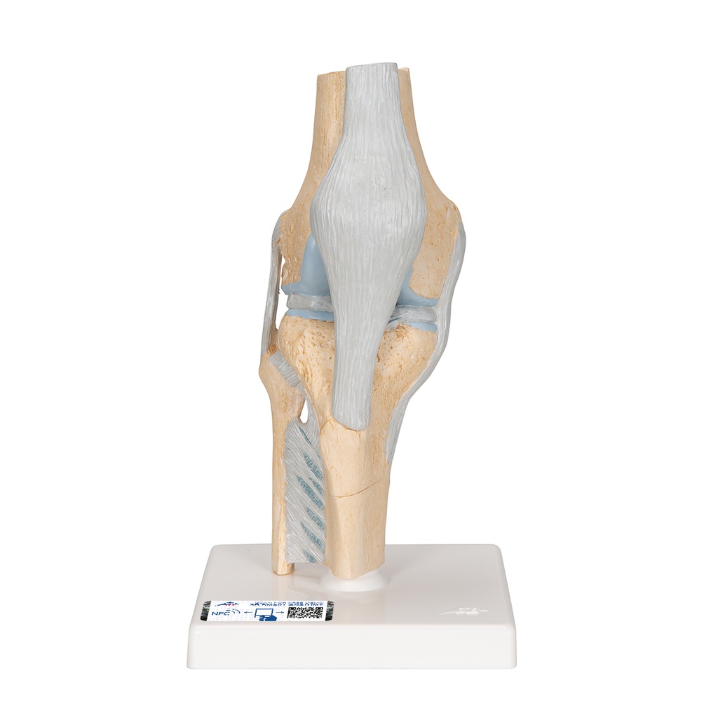 Modèle de coupe de l'articulation du genou 3B Scientific®