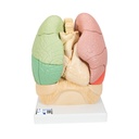 Poumon segmenté 3B Scientific®