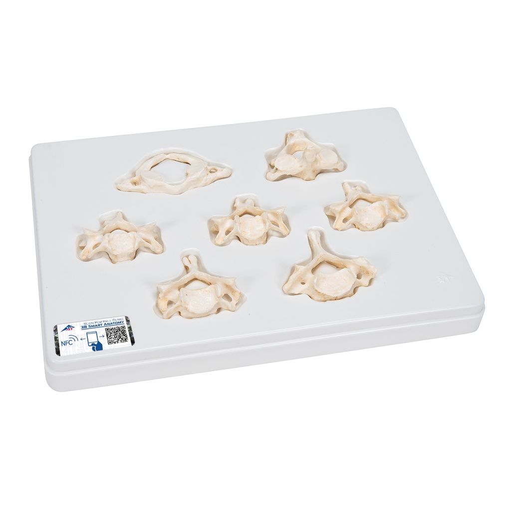 Ensemble de 7 vertèbres cervicales BONElike™ 3B Scientific®