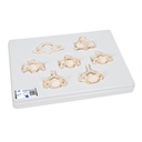 Ensemble de 7 vertèbres cervicales BONElike™ 3B Scientific®