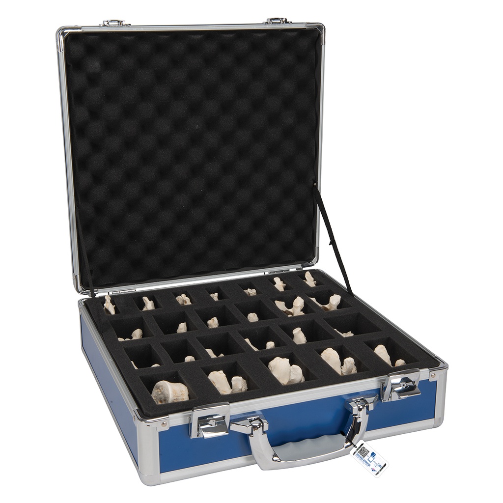 Set de 24 vertèbres BONElike™ 3B Scientific®