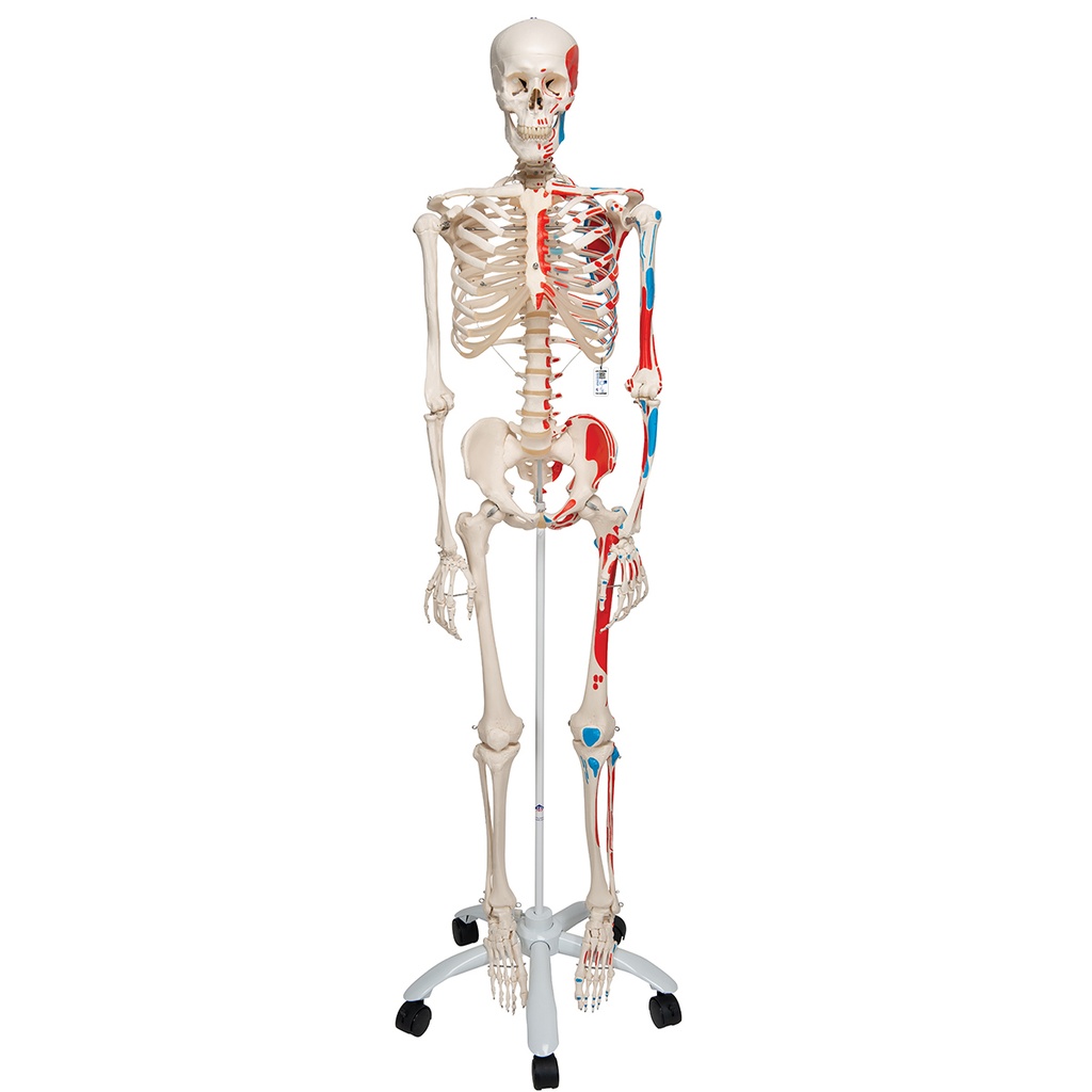 Squelette Max musculaire sur support à roulettes 3B Scientific®
