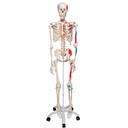 Squelette Max musculaire sur support à roulettes 3B Scientific®
