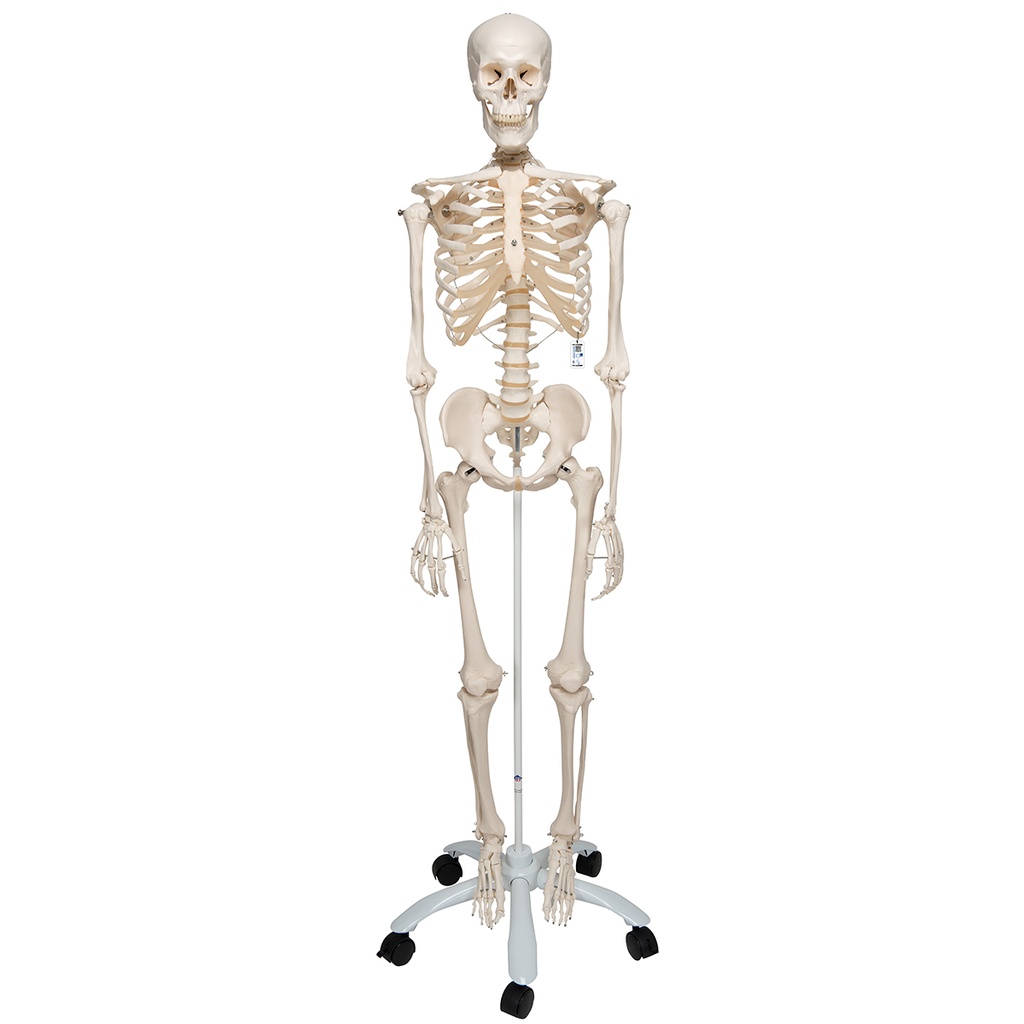 Support à roulettes pour squelette Stan 5 pieds 3B Scientific®