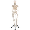 Support à roulettes pour squelette Stan 5 pieds 3B Scientific®