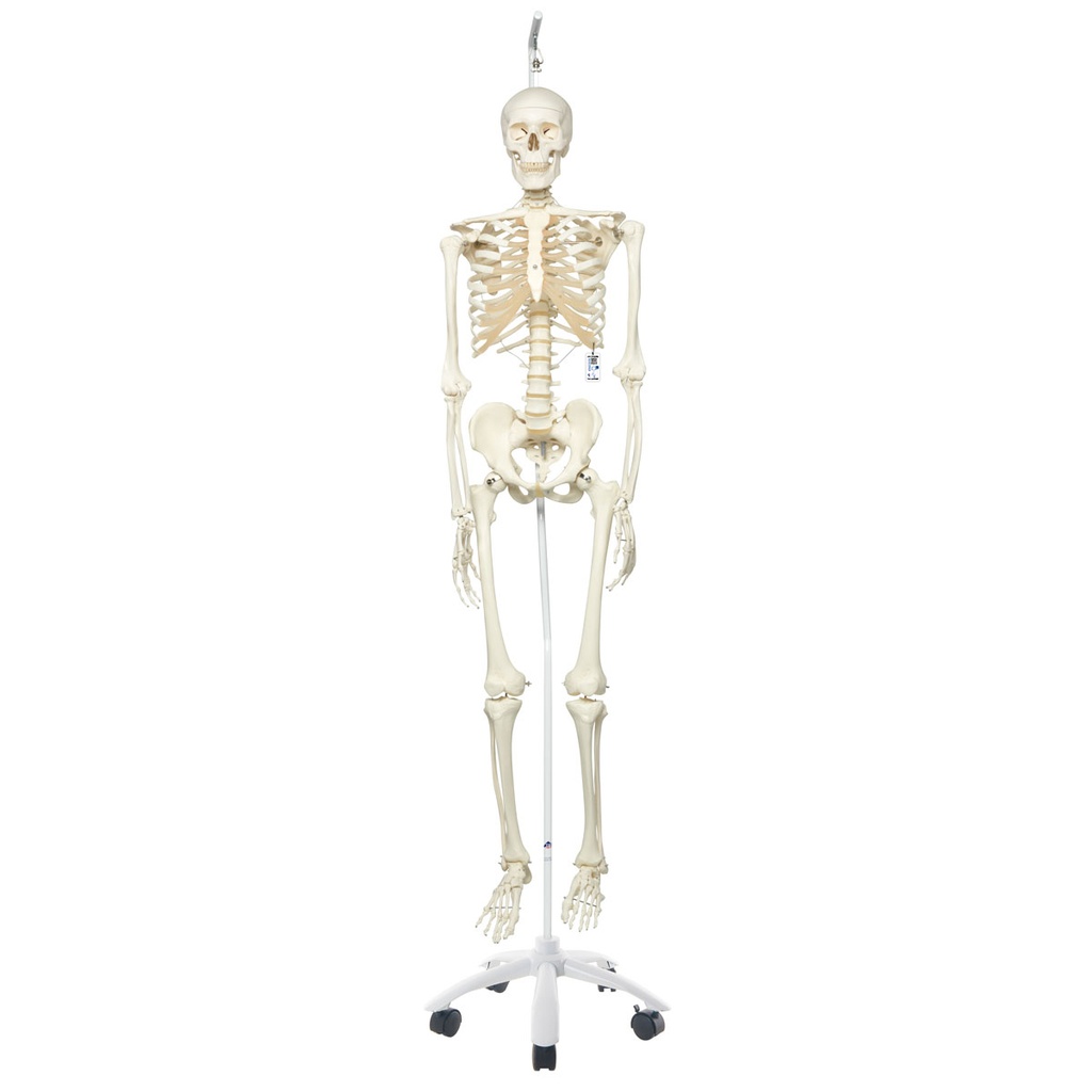 Squelette Stan suspendu avec support à roulettes 3B Scientific®