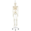 Squelette Stan suspendu avec support à roulettes 3B Scientific®