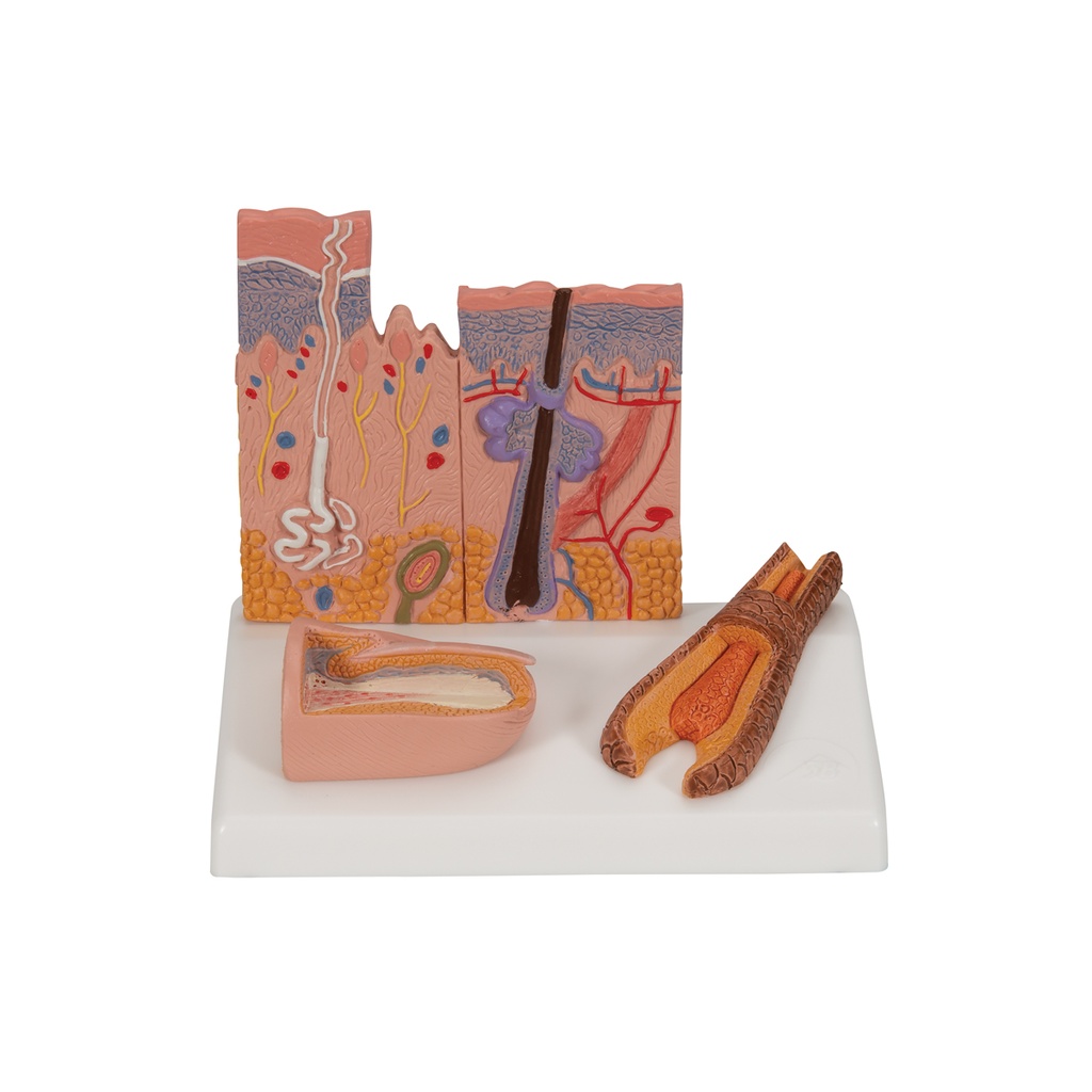 Section de peau 3B Scientific®