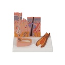 Section de peau 3B Scientific®