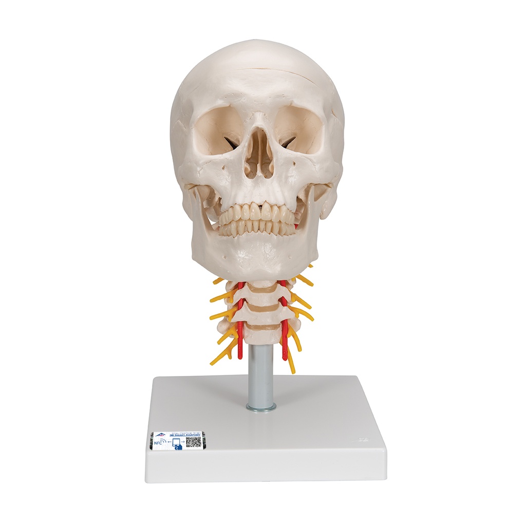 Crâne sur colonne cervicale 3B Scientific®