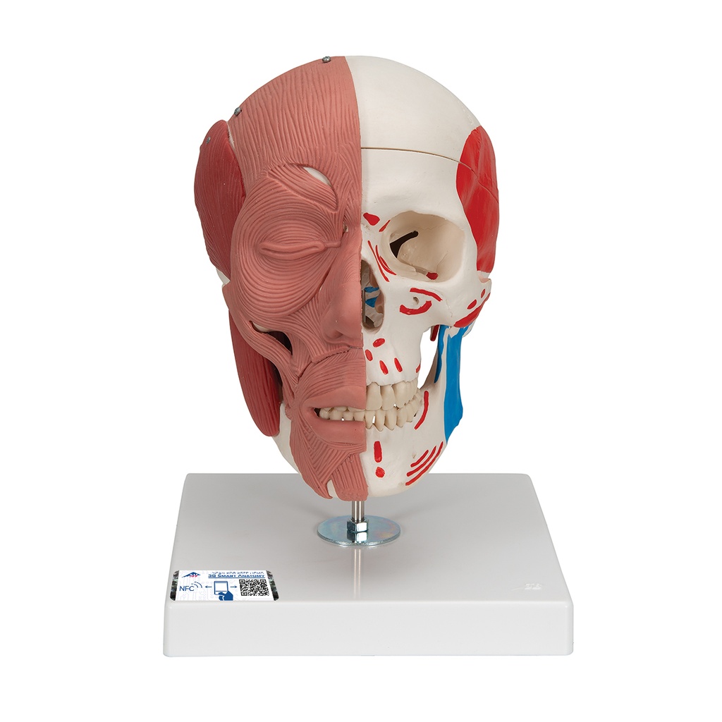 Crâne avec muscles faciaux 3B Scientific®