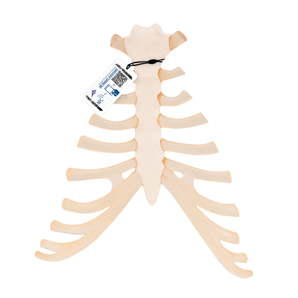 Sternum avec cartilage costal 3B Scientific®