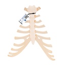 Sternum avec cartilage costal 3B Scientific®