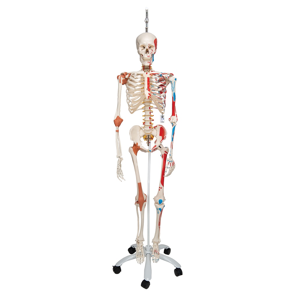 Squelette Super Sam sur support suspendu 3B Scientific®