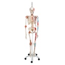 Squelette Super Sam sur support suspendu 3B Scientific®