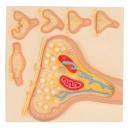 Synapse 3B Scientific®