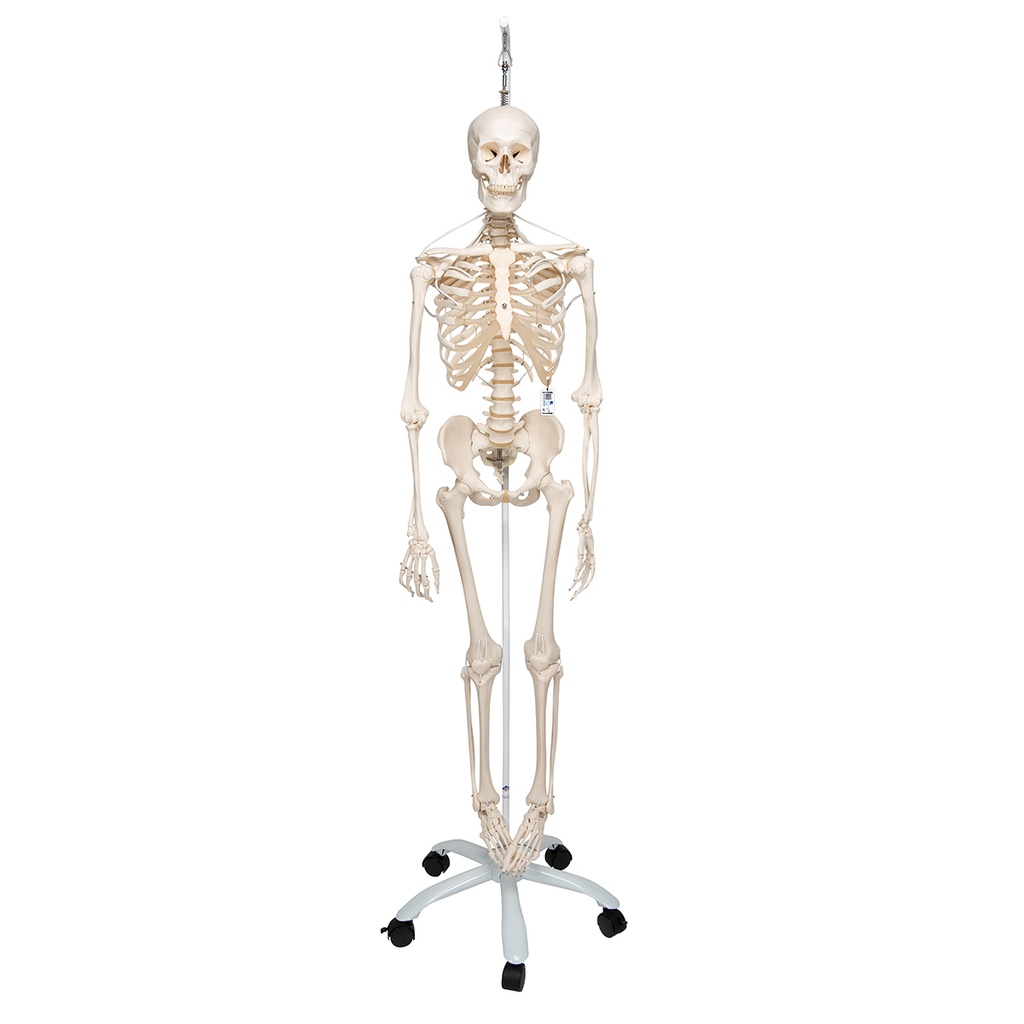 Le squelette fonctionnel 3B Scientific®