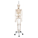Le squelette fonctionnel 3B Scientific®