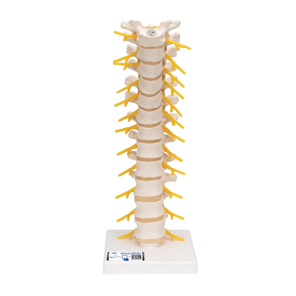 Colonne vertébrale thoracique 3B Scientific®