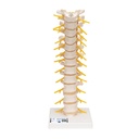 Colonne vertébrale thoracique 3B Scientific®