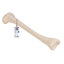 Tibia 3B Scientific®